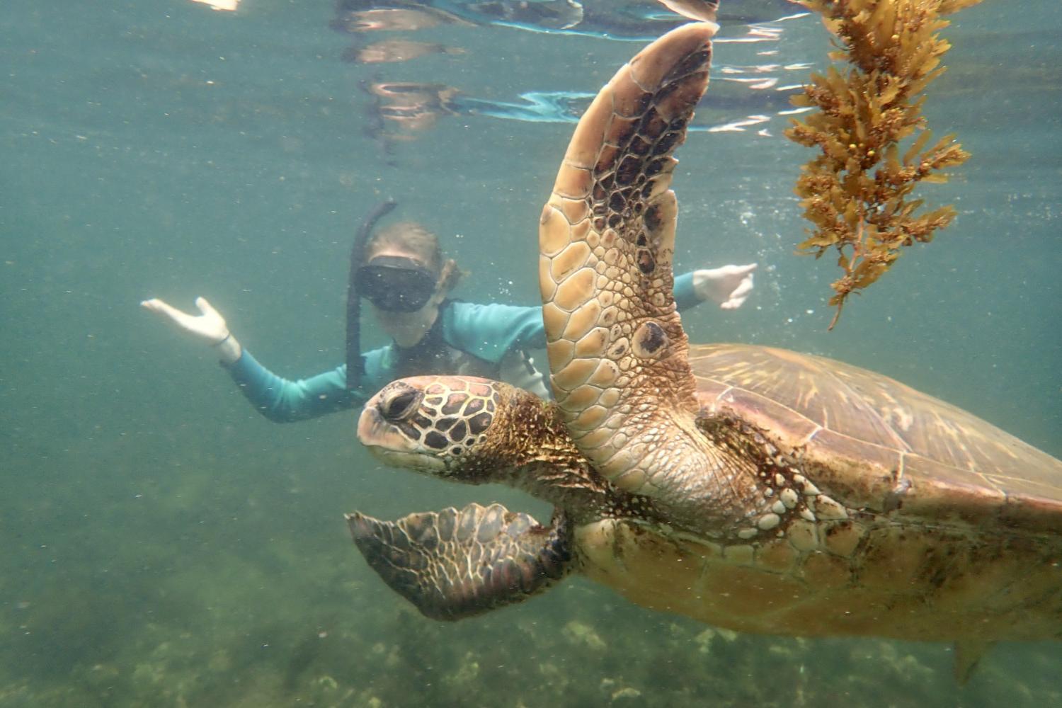 一名<a href='http://qjl.lfkgw.com'>bv伟德ios下载</a>学生在Galápagos群岛游学途中与一只巨龟游泳.